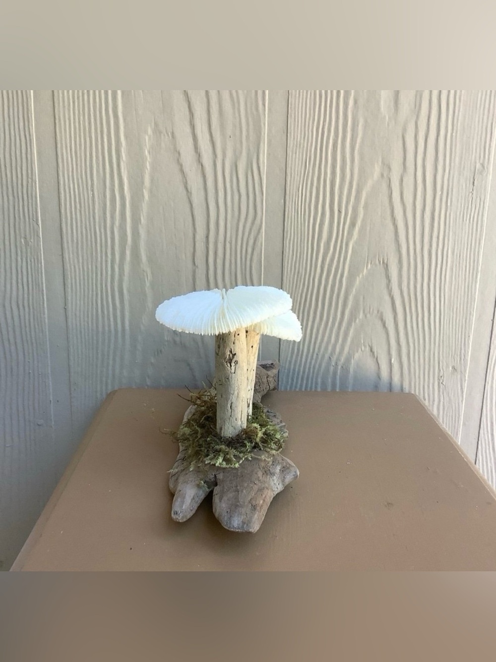 Driftwood Art, Driftwood and Coral Mushrooms, Mushroom Art, Coastal Art - Picture 6 of 8